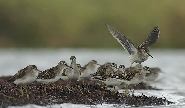 Liro, Wood Sandpiper, Tringa glareola